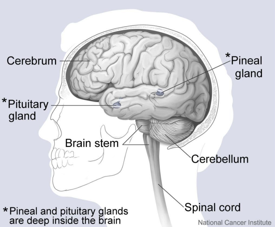 Brain Anatomy 2